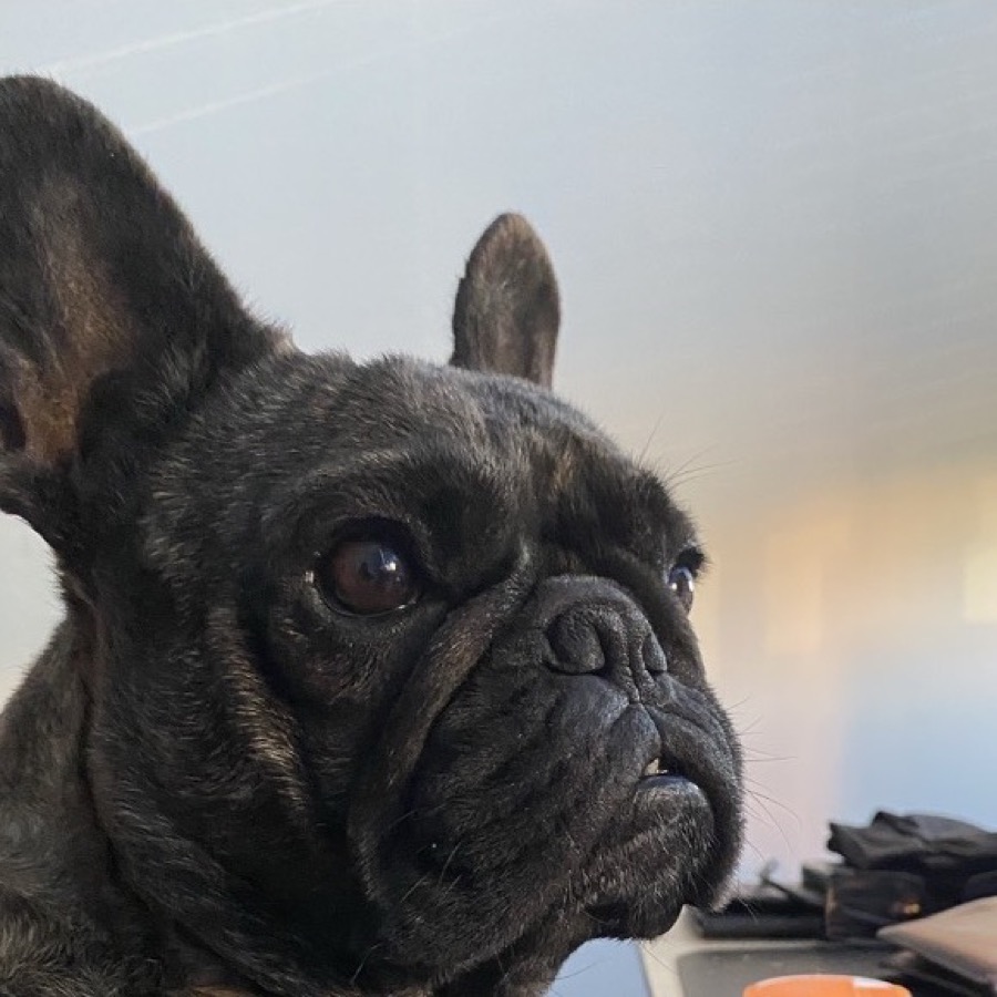 Blue en el escritorio